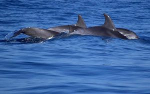 Escursione al Tramonto delfini golfo aranci